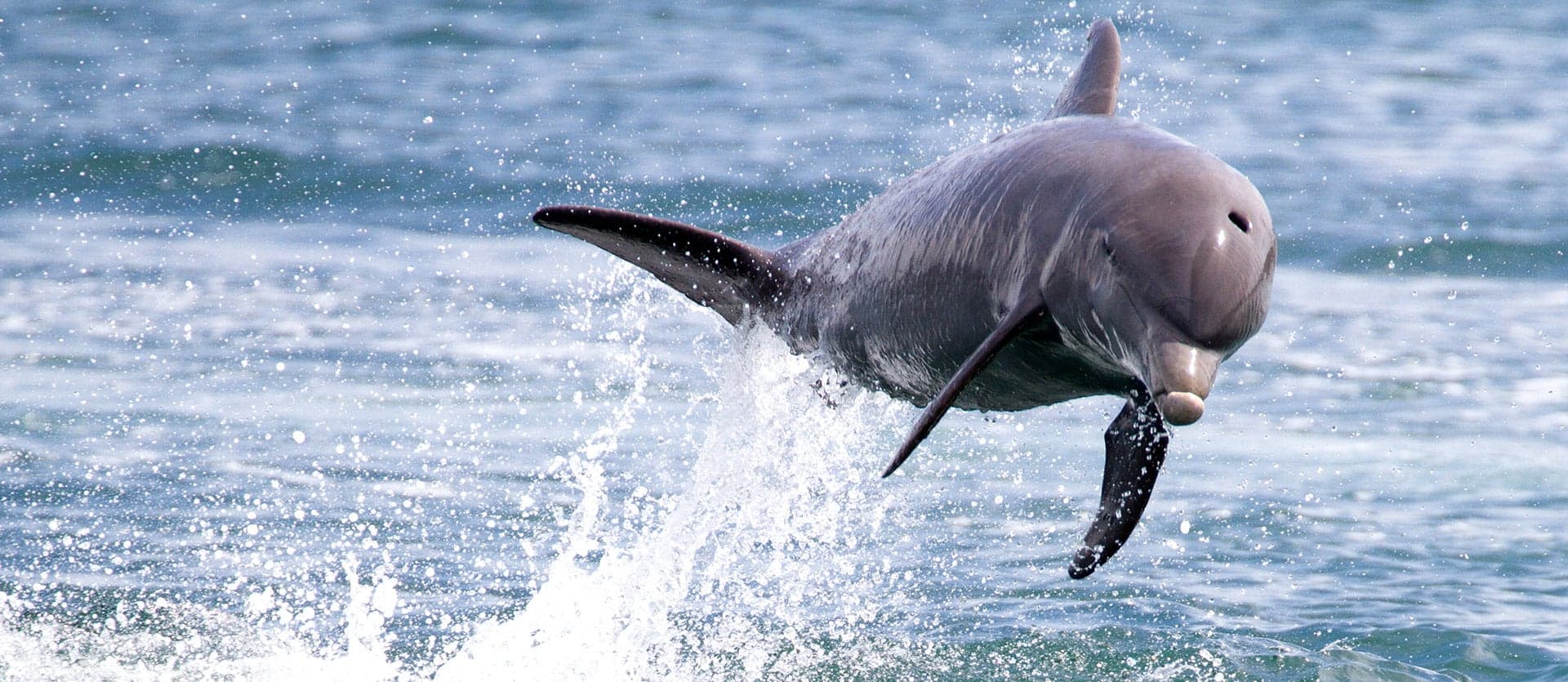 Dolphin Bay <span class="iconos separador"></span> Bocas del Toro <span class="iconos separador"></span>  Panama