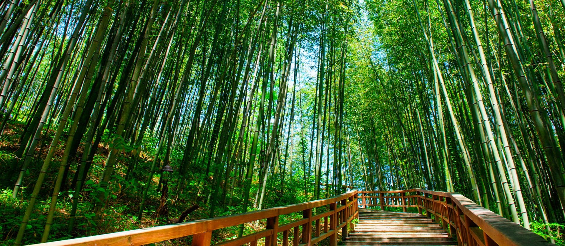 Juknokwon Bamboo Forest <span class="iconos separador"></span> Damyang <span class="iconos separador"></span> South Korea