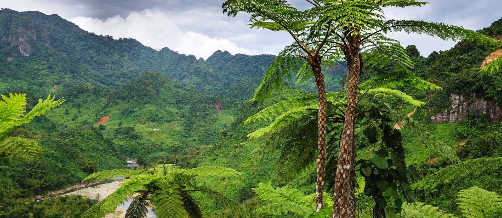 Rainforest <span class="iconos separador"></span> Fiji <span class="iconos separador"></span> Fiji Islands