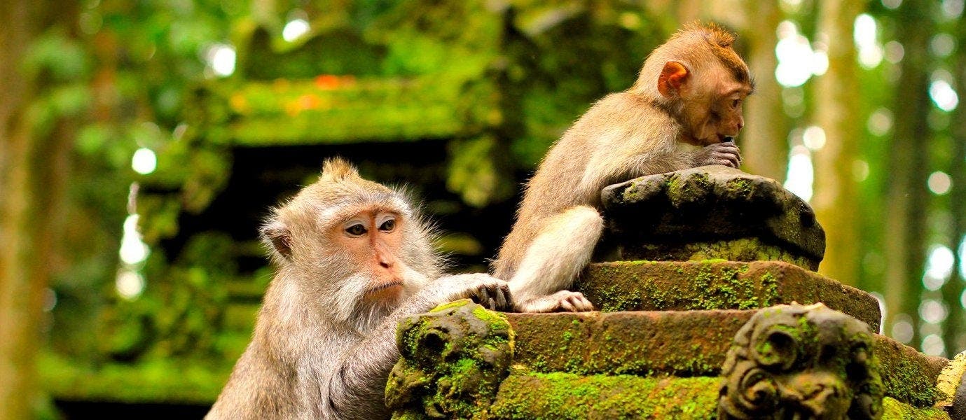 Adventures in Java & Bali Paradise