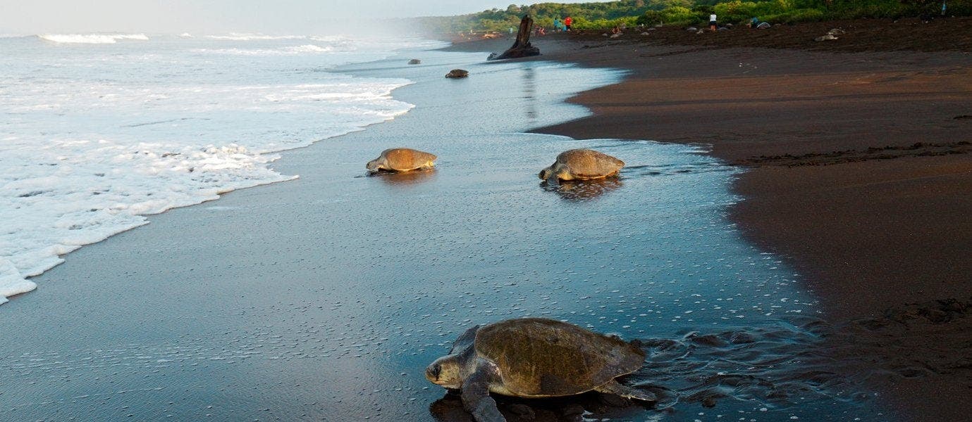 Magical Night of the Sea Turtles