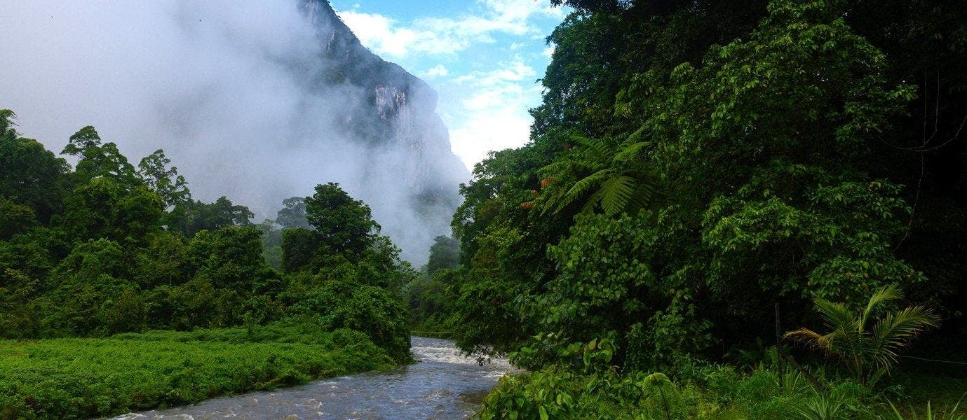Between Rainforests & Orangutans