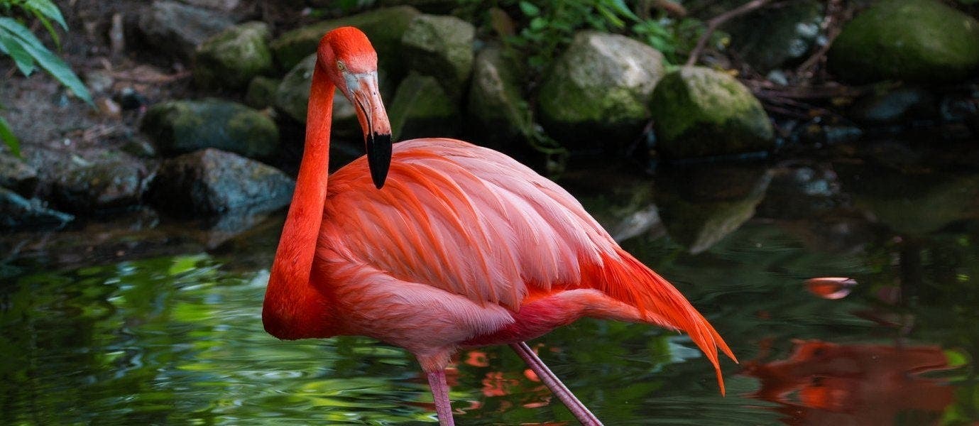 Rainforest, Galapagos and Guayaquil