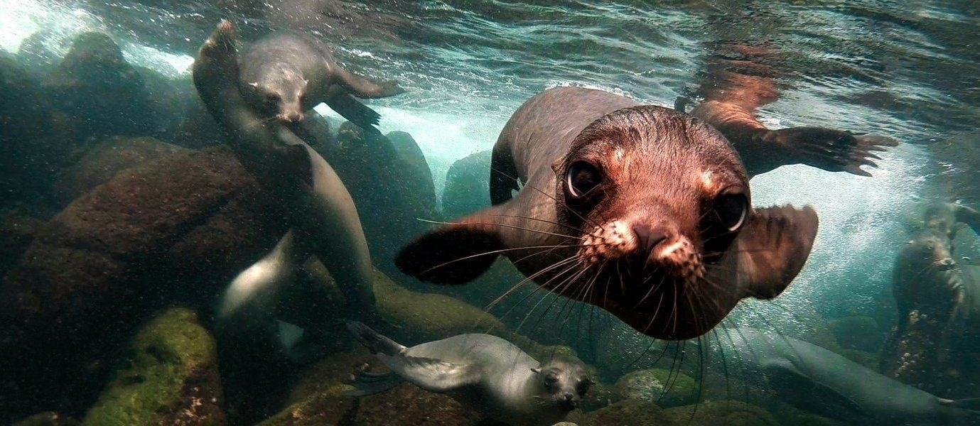 Rainforest, Galapagos and Guayaquil