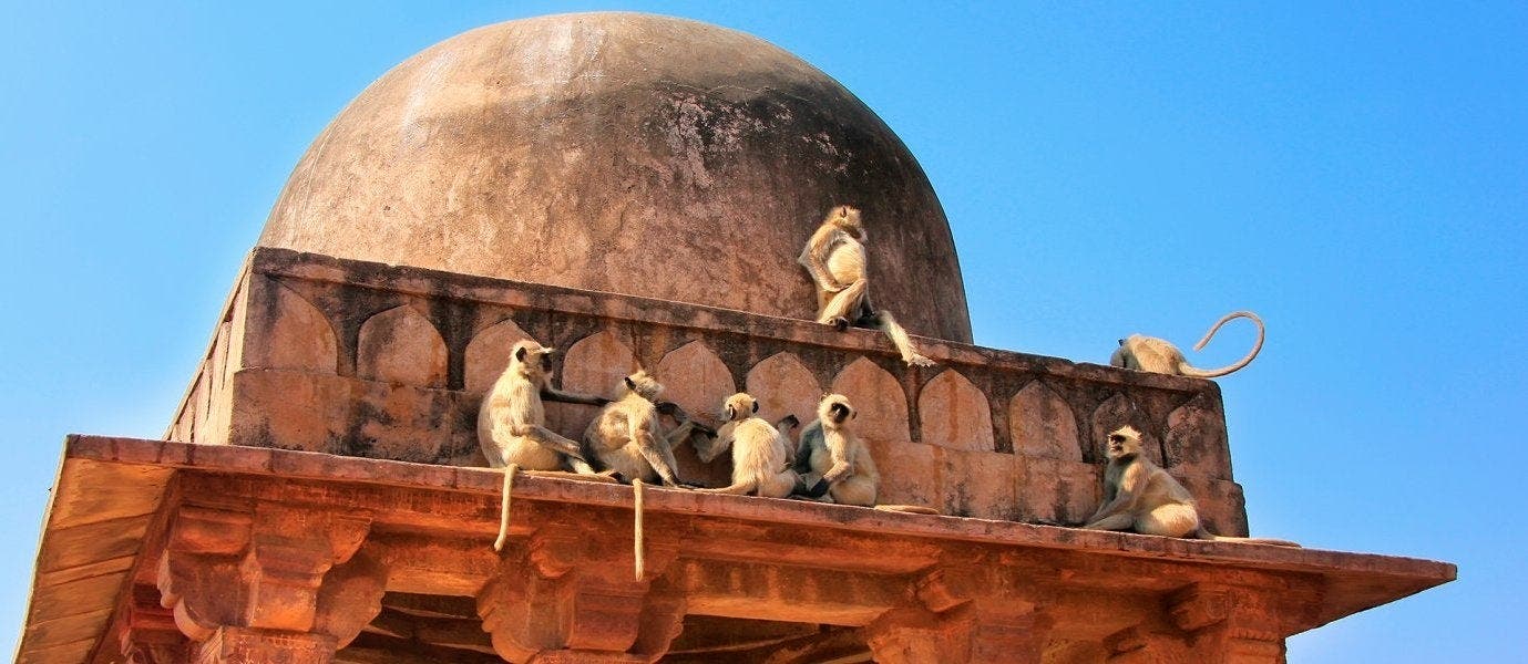 Amazing Tiger Safari & Classic Taj Mahal