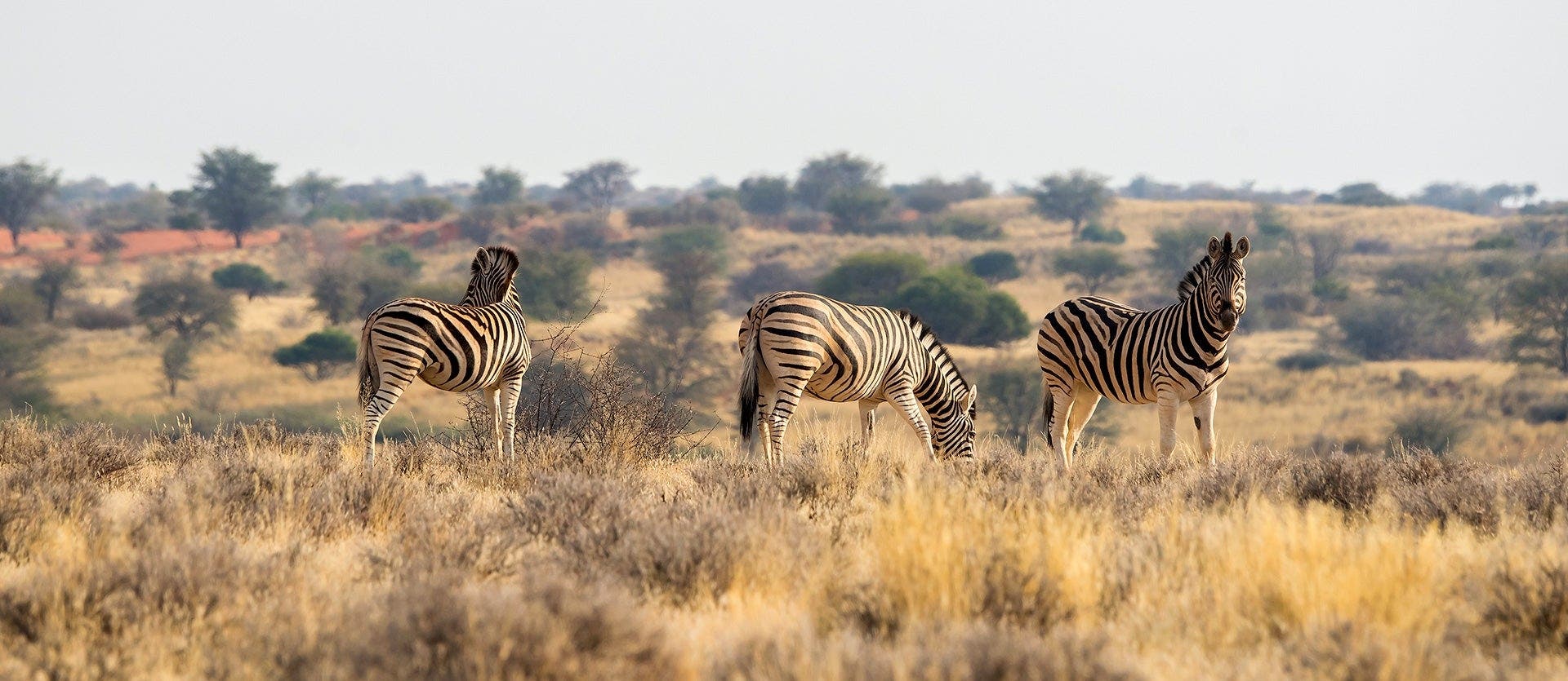 Das faszinierende Namibia: Dünen und Baums