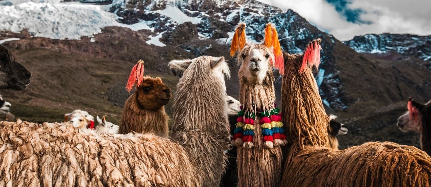 <span class="iconos separador"></span> Lamas und Alpakas gehören zu den wichtigsten Lasttieren in Peru <span class="iconos separador"></span>