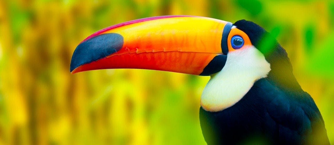 Panamas Wunder der Natur