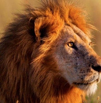 Safariabenteuer in Tansania
