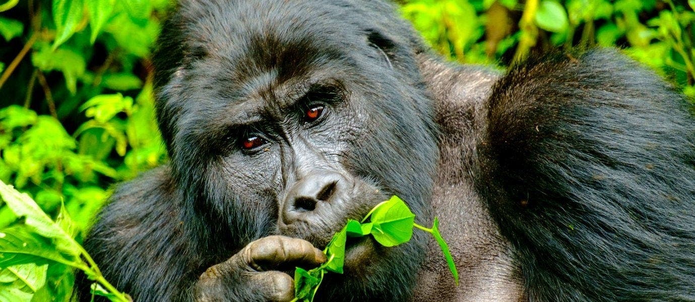 Highlights Ugandas: Land der Primaten