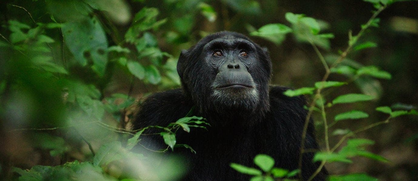 Highlights Ugandas: Land der Primaten