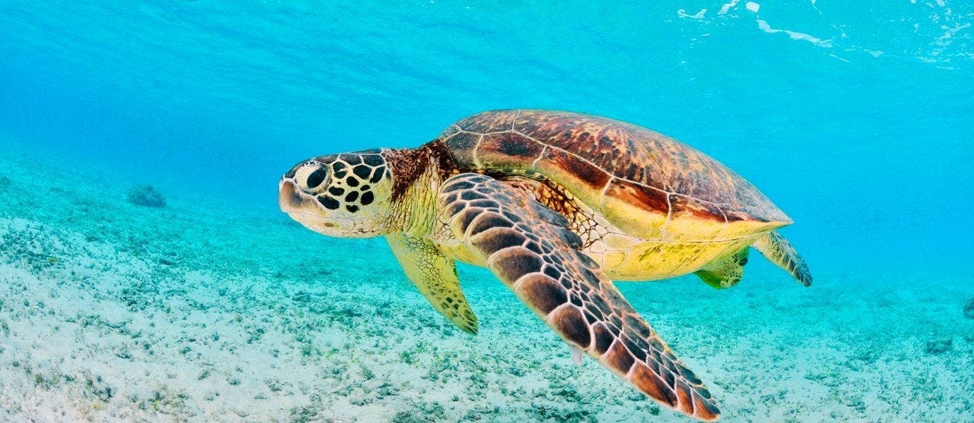 Amazonasabenteuer & Galapagosparadies
