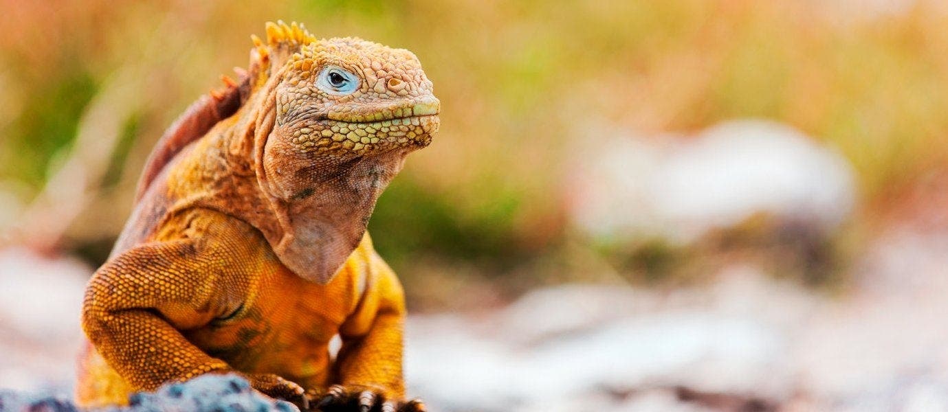 Amazonasabenteuer & Galapagosparadies
