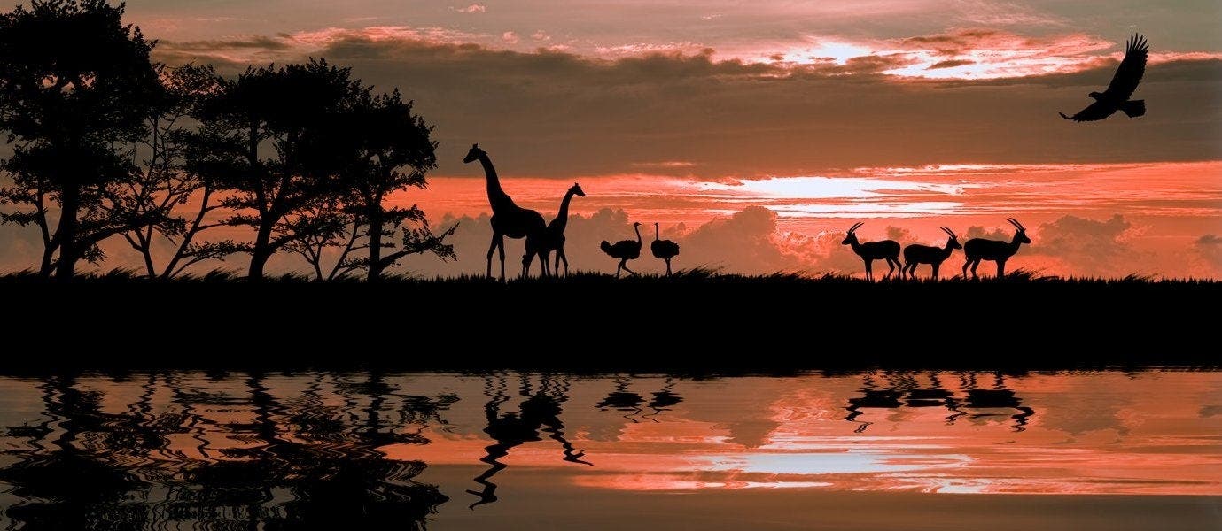 Die wilde Seite Afrikas