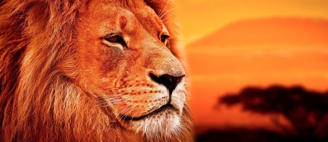 Die wilde Seite Afrikas