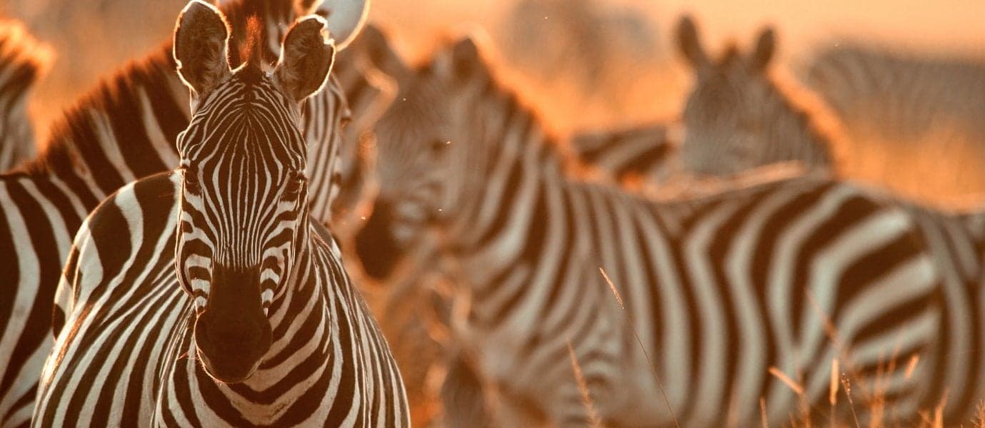 Zebraherde <span class="iconos separador"></span> Aberdare-Nationalpark