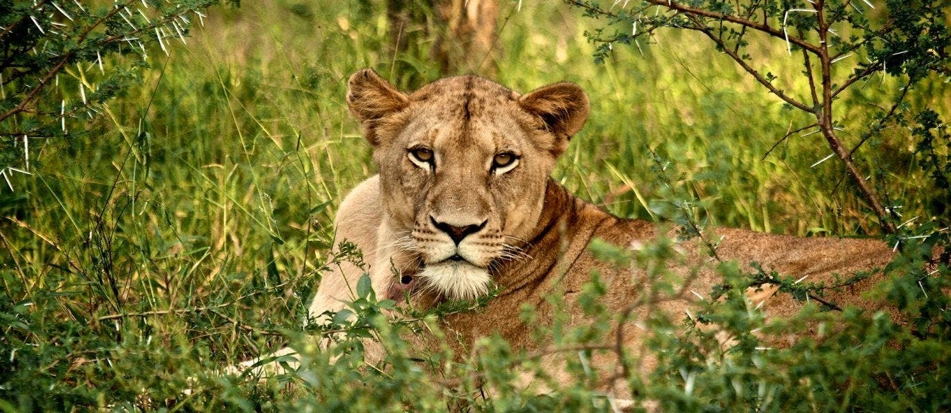 Die wilde Seite Afrikas