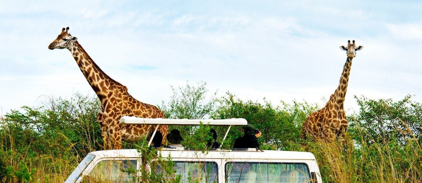 Die wilde Seite Afrikas