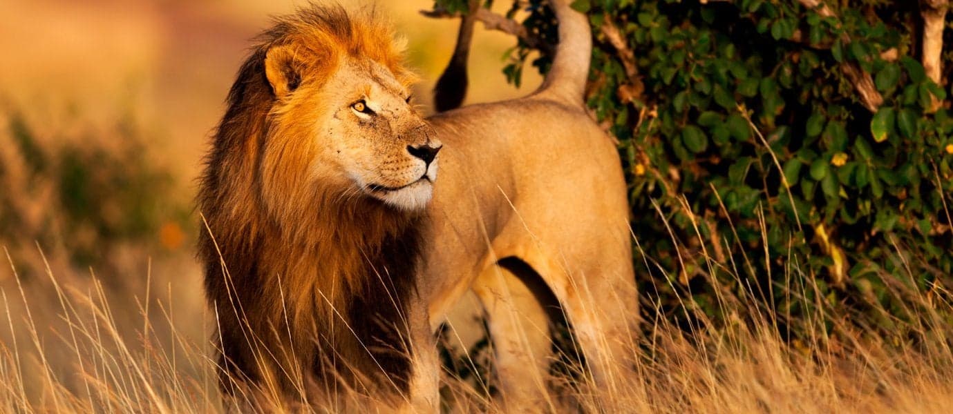 Der König des Dschungels <span class="iconos separador"></span>  Naturschutzgebiet Masai Mara