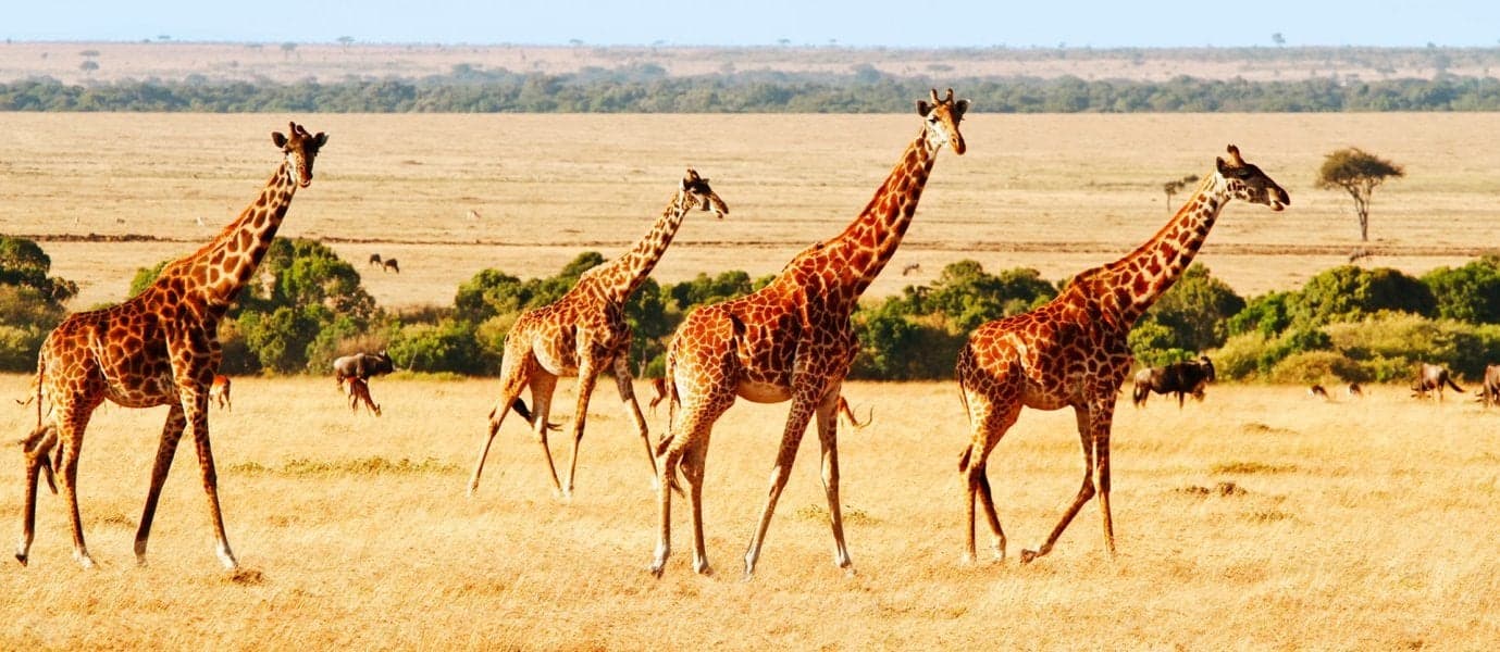 Giraffenfamilie <span class="iconos separador"></span> Naturschutzgebiet Masai Mara