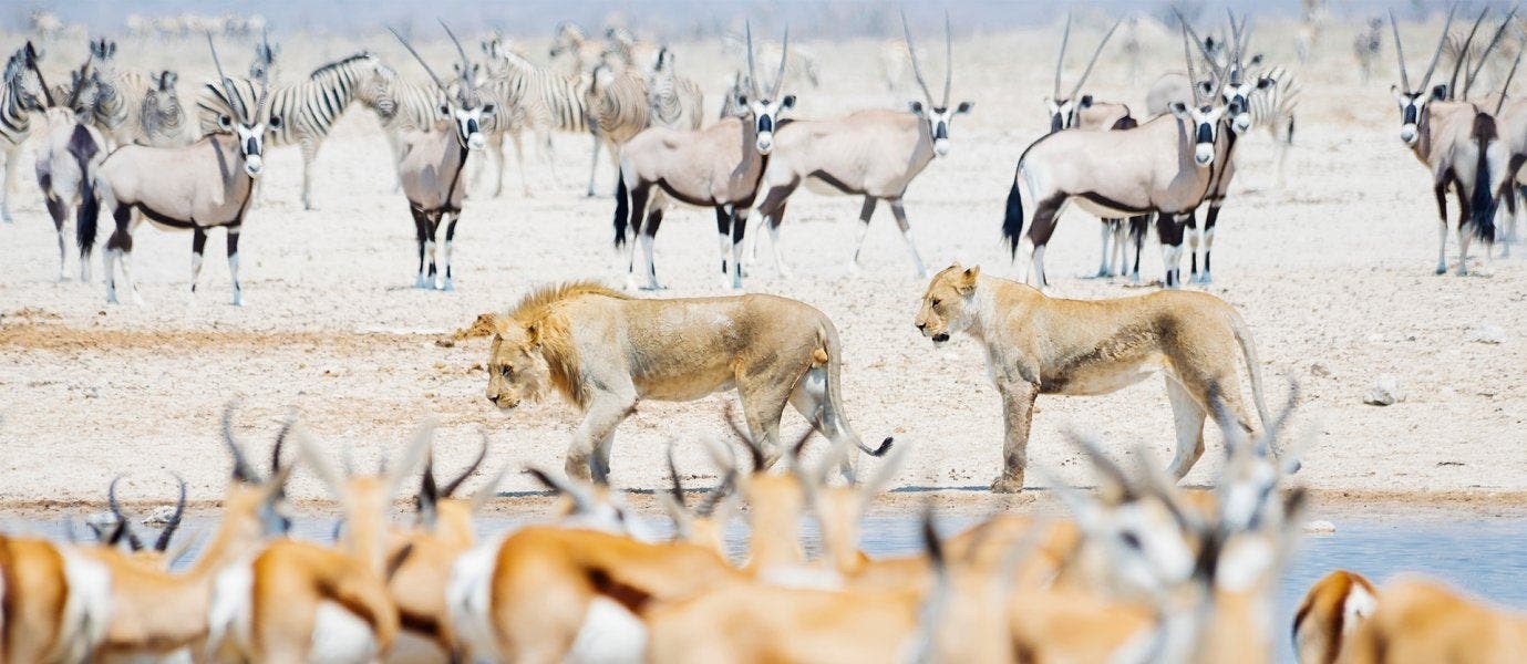 Safari, Dünenwunder & Naukluft-Gebirge