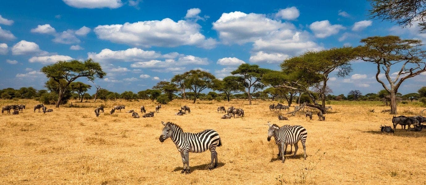 Best safari parks: Maasai Mara & Serengeti