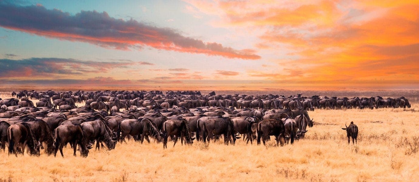 Best safari parks: Maasai Mara & Serengeti