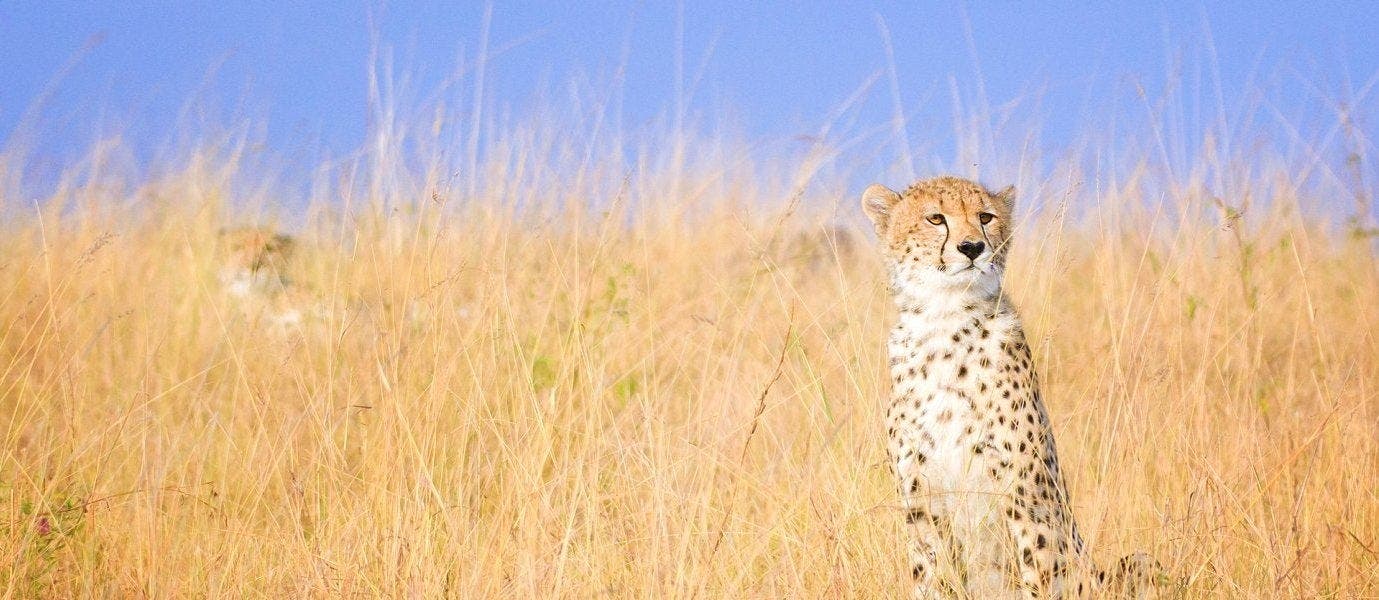 Best safari parks: Maasai Mara & Serengeti