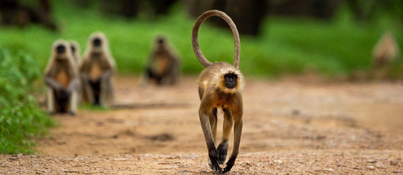 Rajasthan & Ranthambore Tiger Safari