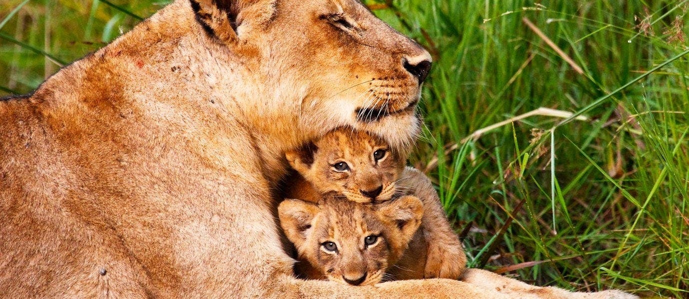 Safari en Kruger y Ciudad del Cabo