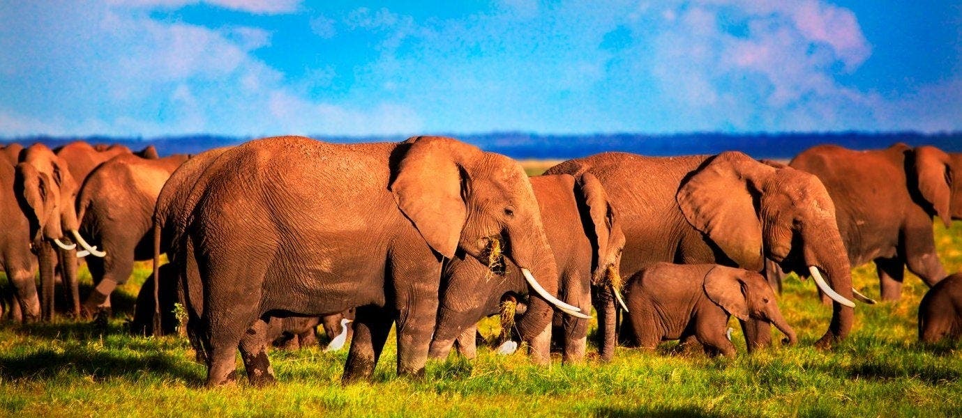 Aventura africana de lujo