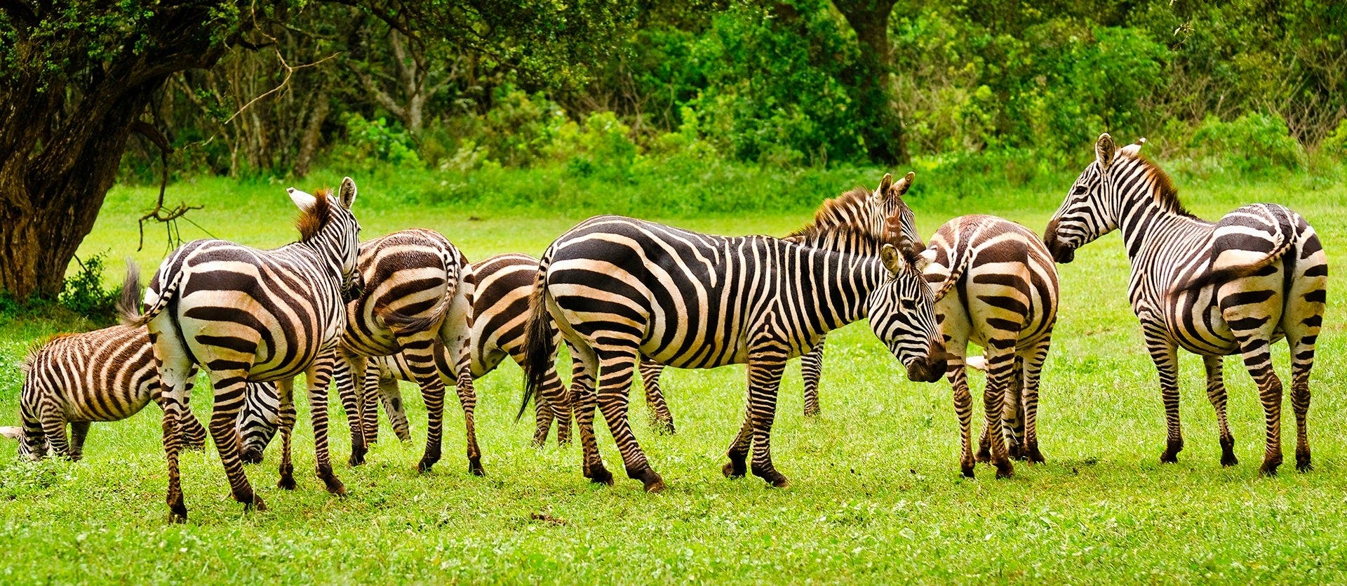 Safari de lujo y Todo Incluido en Zanzíbar