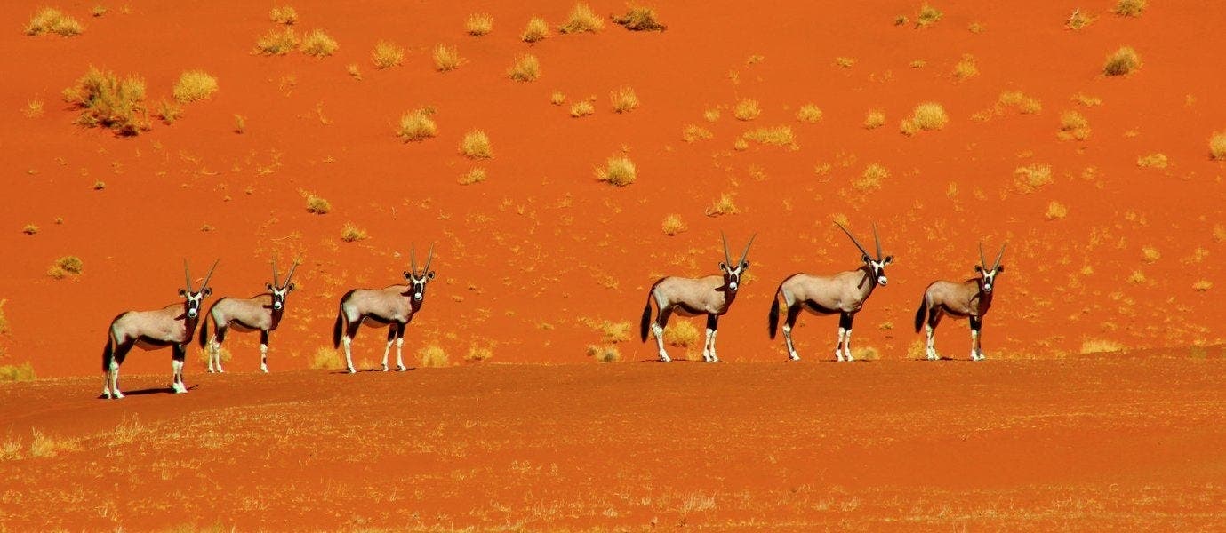 Del Namib a la Nación Arco Iris