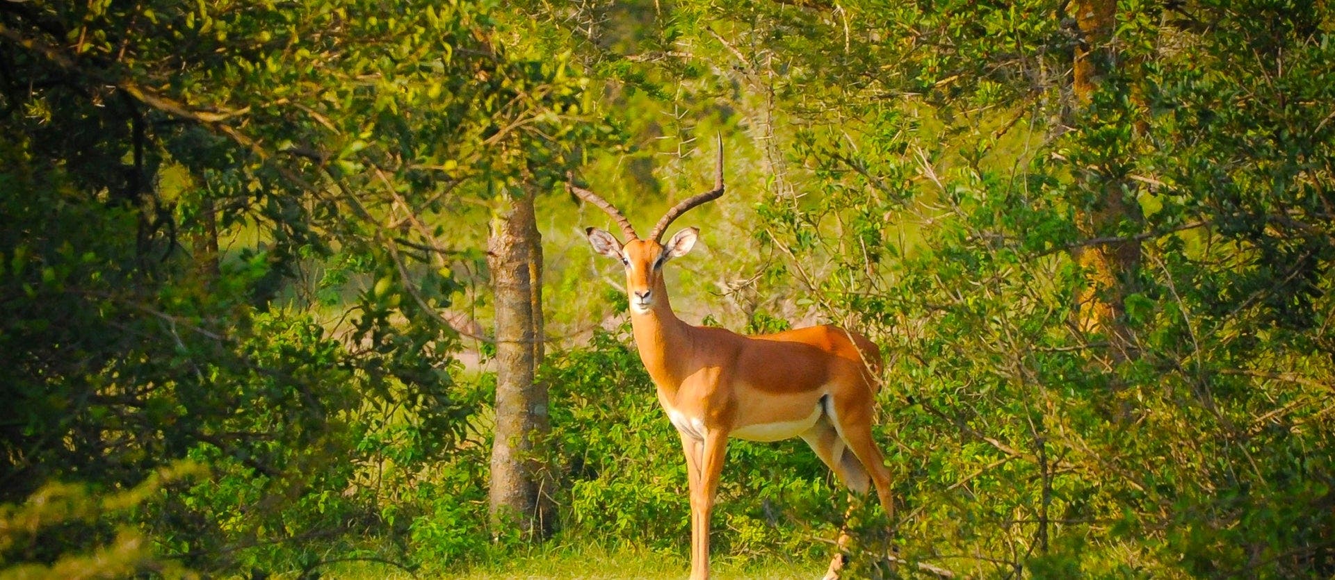 Tierra de Primates y Todo Incl. Zanzíbar