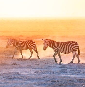 Aventura Swahili y Tierra de los Primates