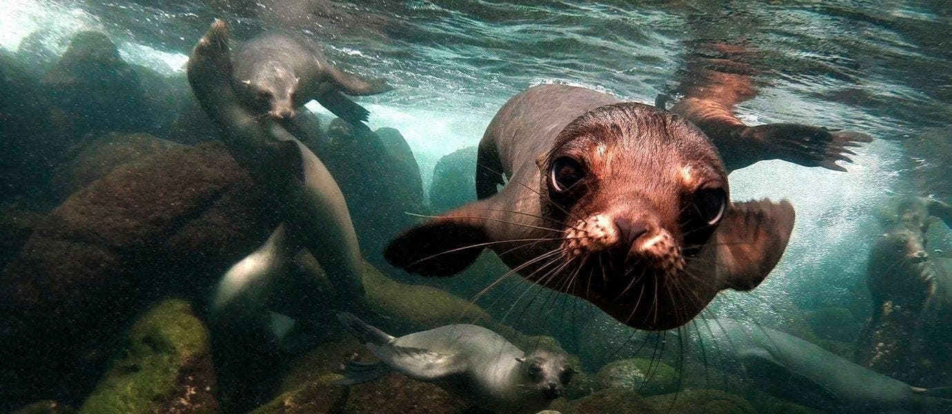 Découverte tropicale aux îles Galápagos