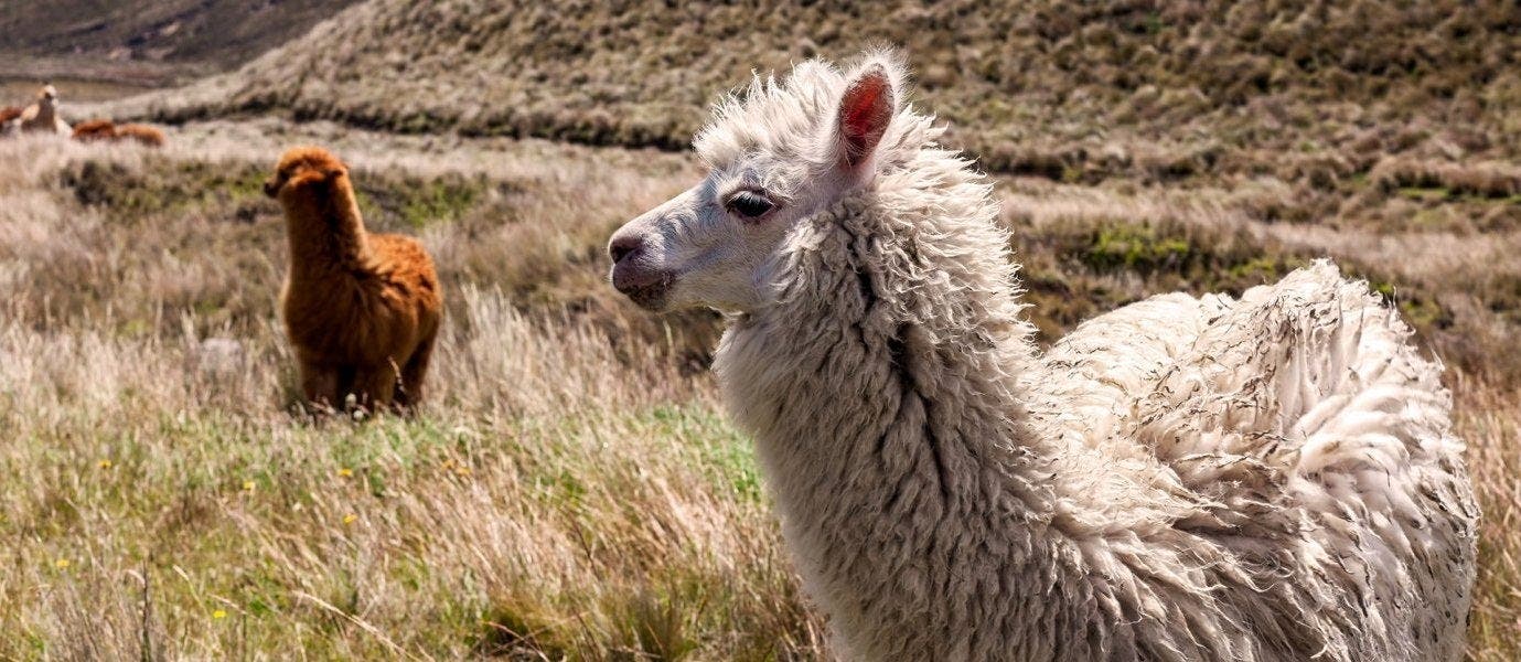 Découverte tropicale aux îles Galápagos