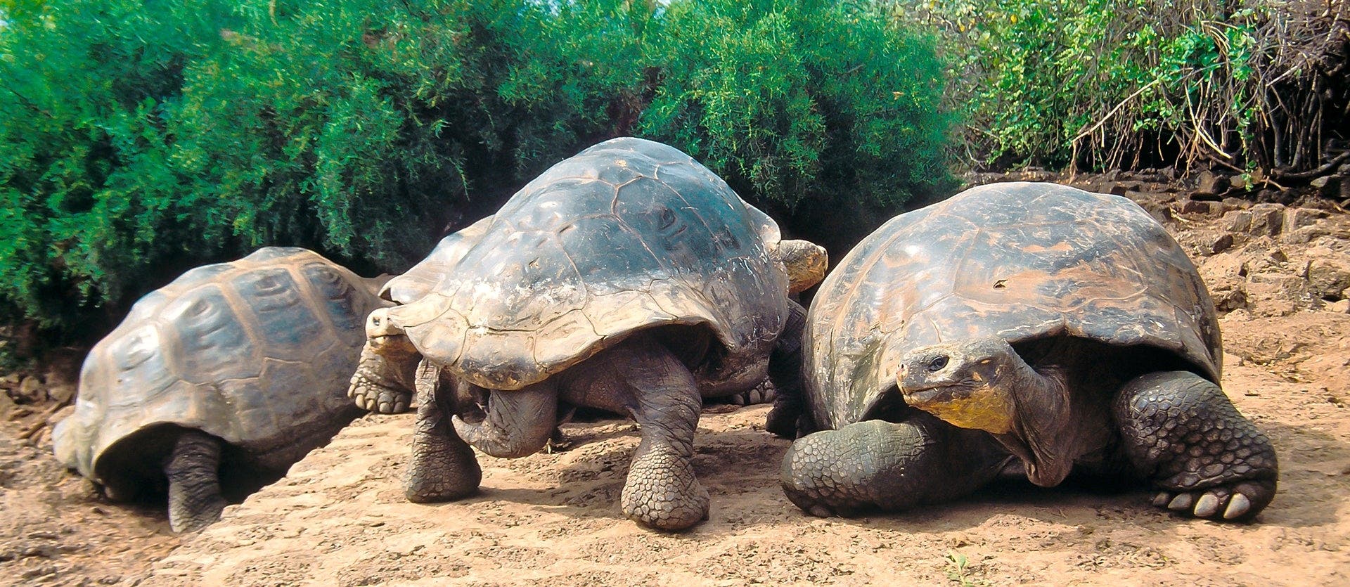 Découverte tropicale aux îles Galápagos