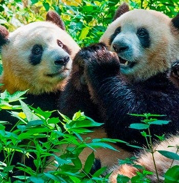 De la Gran Muralla a los pandas de Chengdú