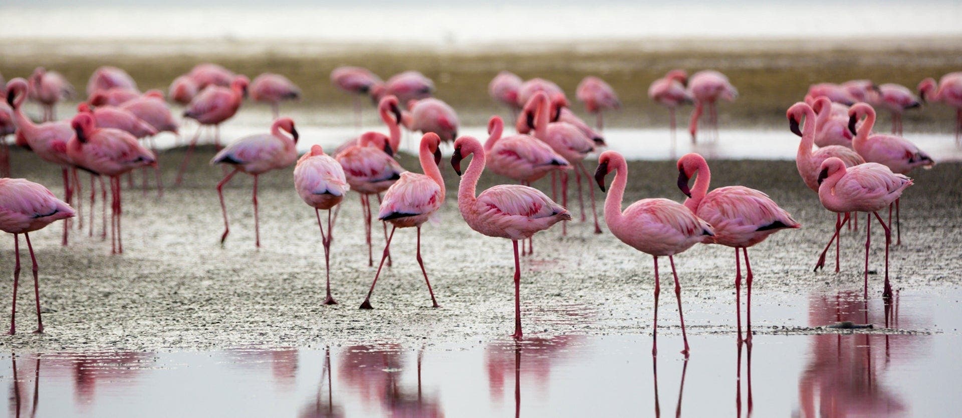 Essence of Namibia: Dunes & Skeleton Trees