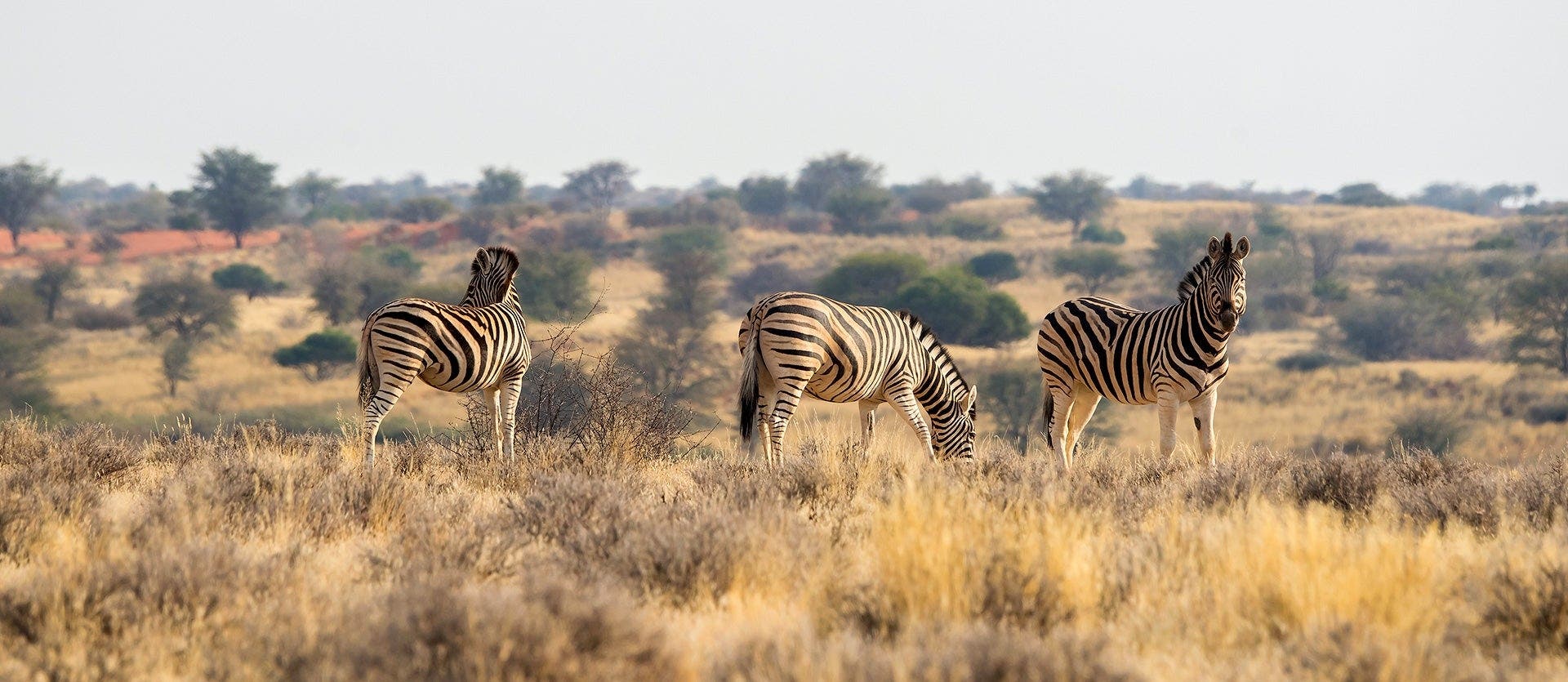 Essence of Namibia: Dunes & Skeleton Trees