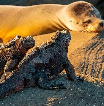 De isla en isla por Galápagos y Amazonia