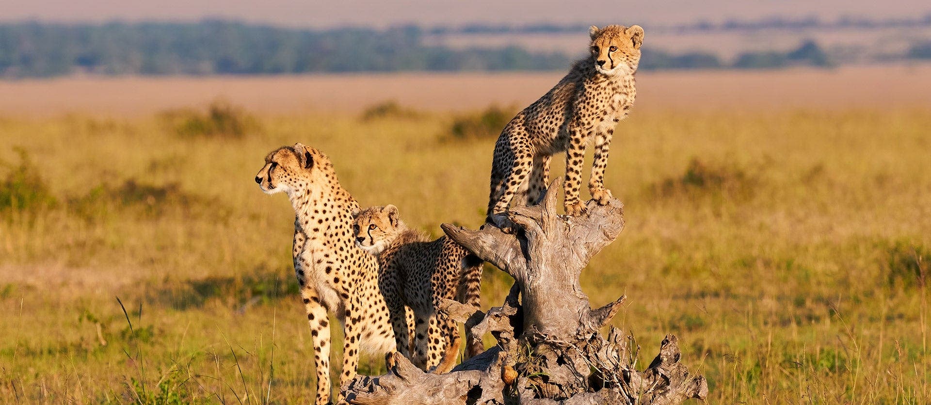 Wonderful Wildlife and White-Sand Beaches