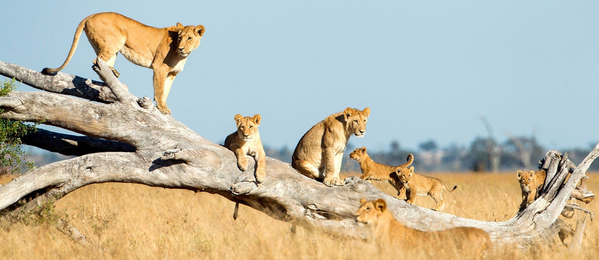 Safaris, Delta del Okavango y Cataratas