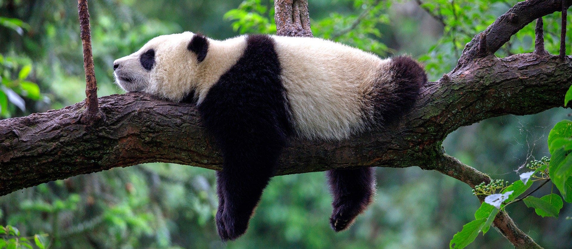 Modern Shanghai & Chengdu’s Giant Pandas