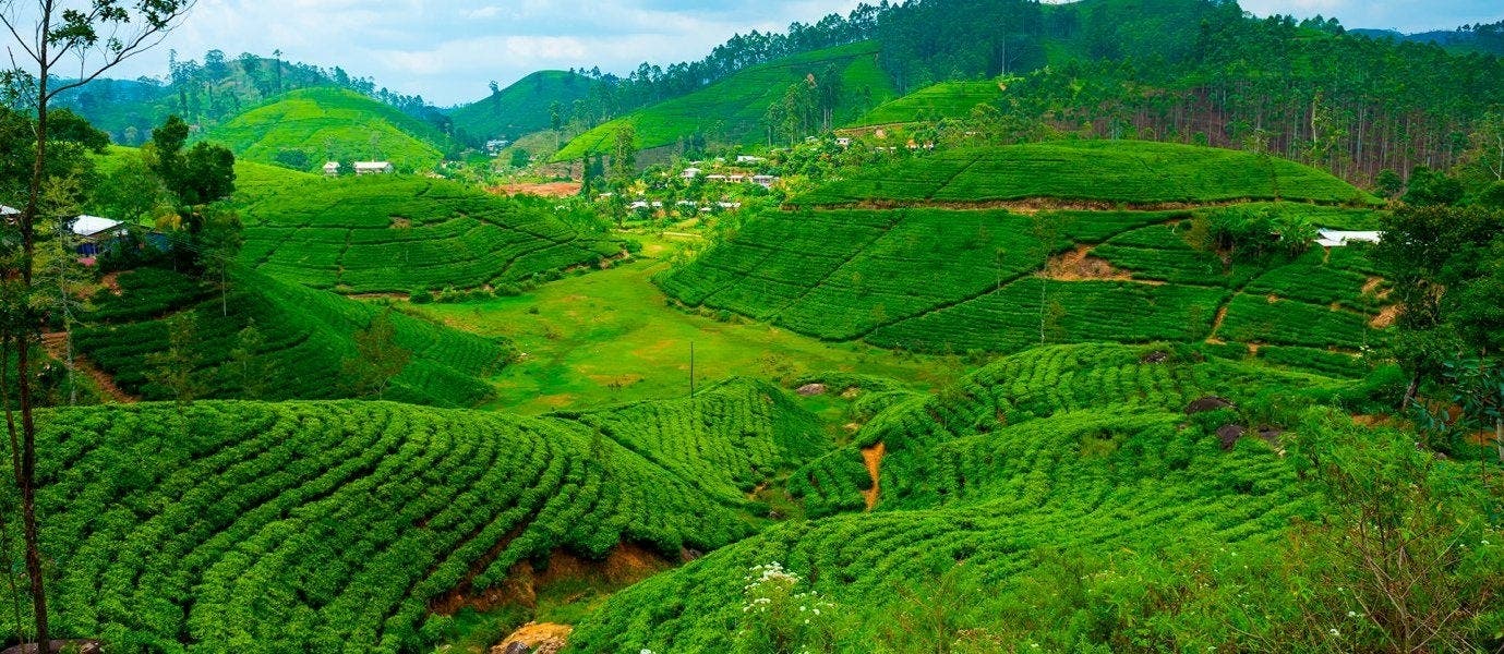 Sri Lanka's Cultural Triangle Tour