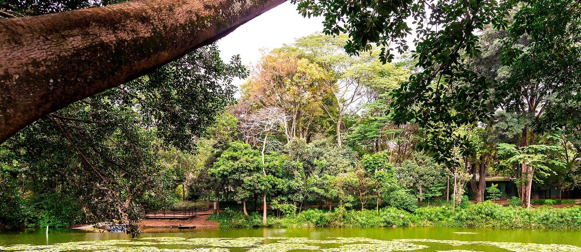 The coffee triangle & Caribbean beaches