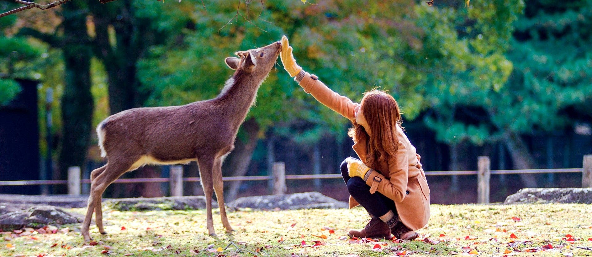Family: self-guided Tokyo, Kyoto & Osaka