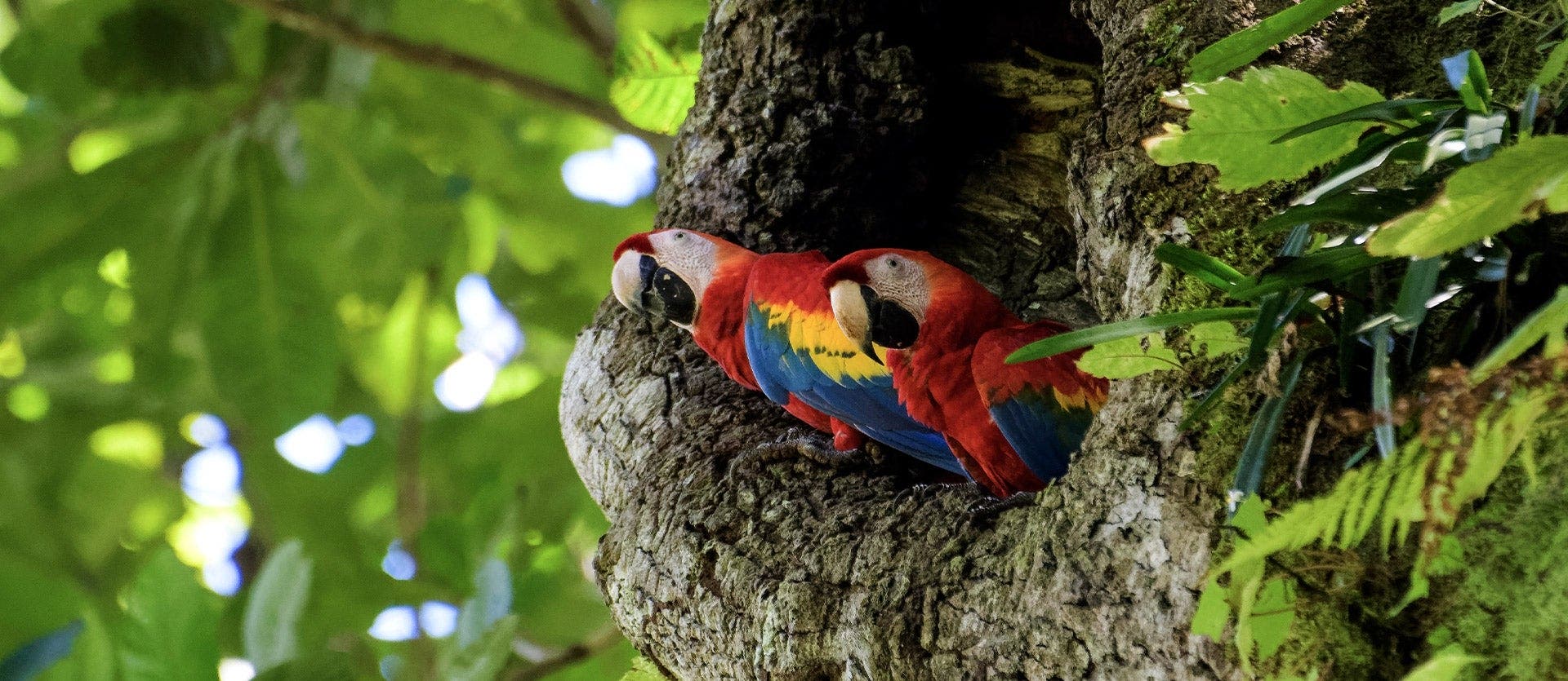 Monteverde Cloud Forest & Playa Hermosa