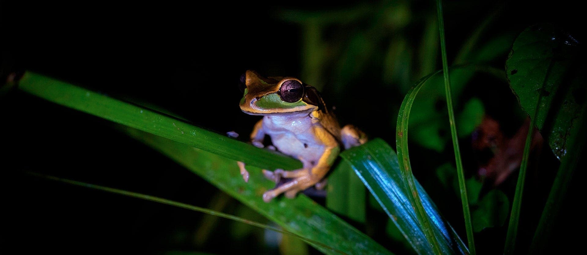 Monteverde Cloud Forest & Playa Hermosa